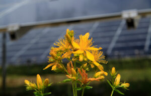 Blume vor Solarpanel