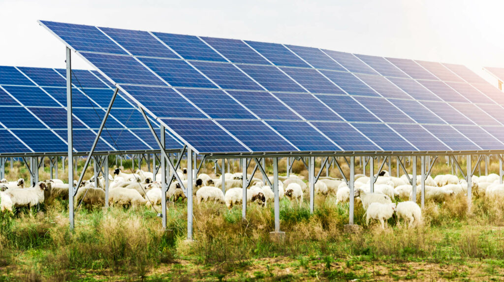 Schafherde auf Wiese unter Photovoltaikanlage