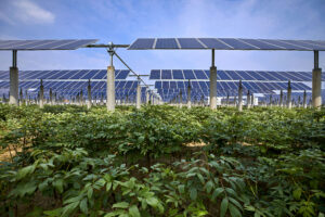 Agrivoltaik - Pflanzen unter Solarpanelen